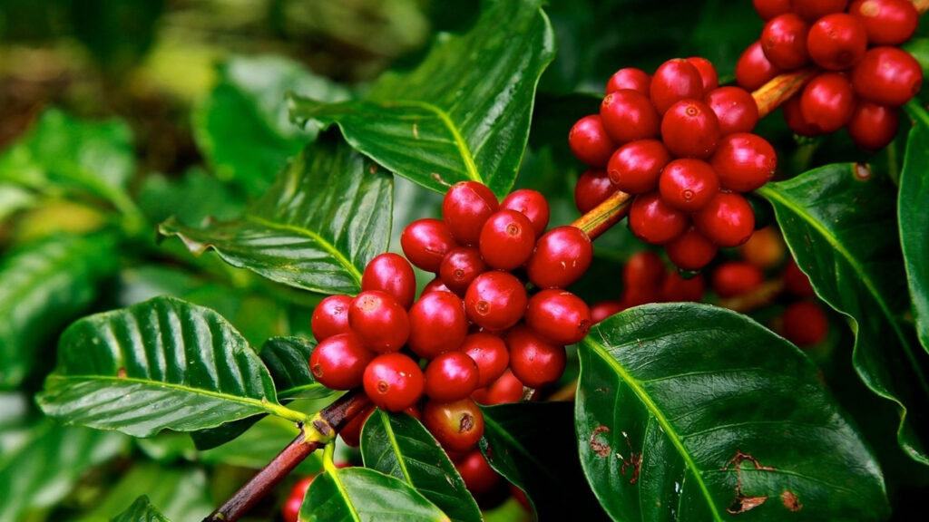 Coffee
